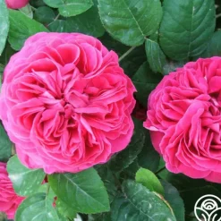 Heirloom Roses Maurice Lepelletier Sale