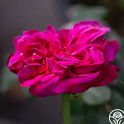 Heirloom Roses Maurice Lepelletier Sale