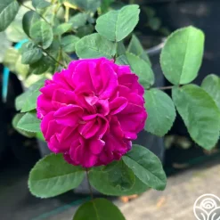 Heirloom Roses Maurice Lepelletier Sale