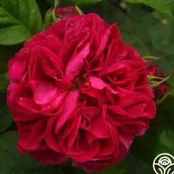 Heirloom Roses Maurice Lepelletier Sale