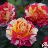 Heirloom Roses Maurice Utrillo® Hot