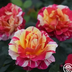 Heirloom Roses Maurice Utrillo® Hot