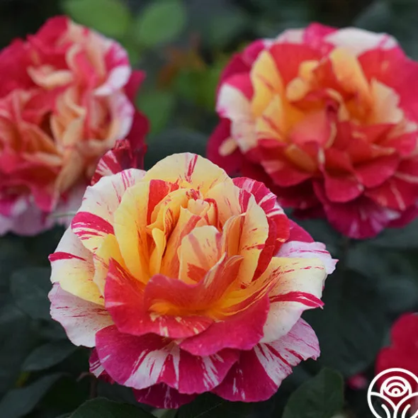 Heirloom Roses Maurice Utrillo® Hot