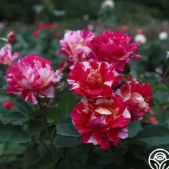 Heirloom Roses Maurice Utrillo® Hot
