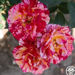 Heirloom Roses Maurice Utrillo® Hot