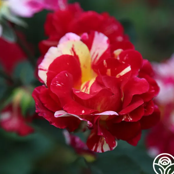 Heirloom Roses Maurice Utrillo® Hot