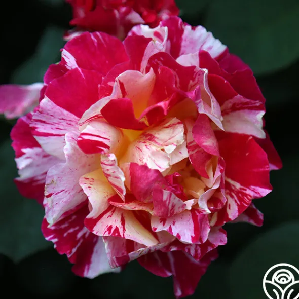 Heirloom Roses Maurice Utrillo® Hot