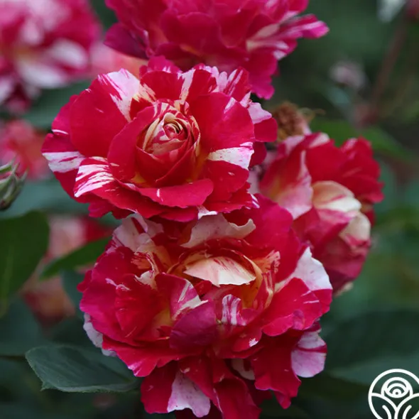 Heirloom Roses Maurice Utrillo® Hot
