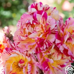 Heirloom Roses Maurice Utrillo® Hot
