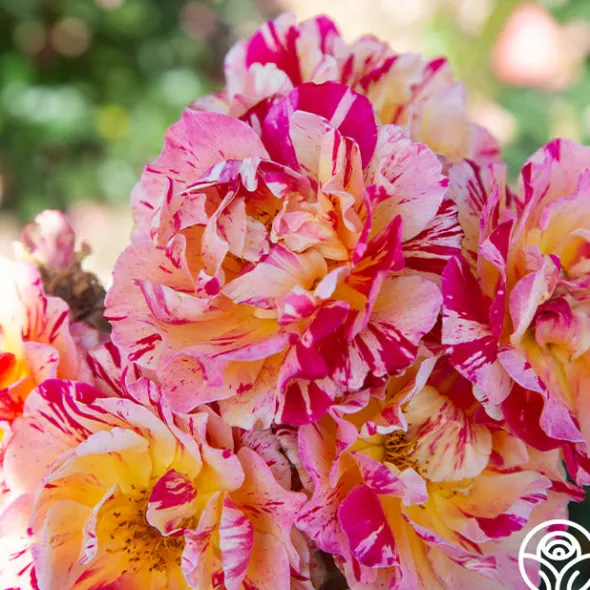 Heirloom Roses Maurice Utrillo® Hot