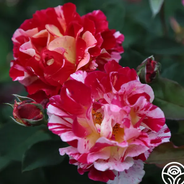 Heirloom Roses Maurice Utrillo® Hot
