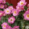 Heirloom Roses Mauvelous Sale