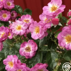 Heirloom Roses Mauvelous Sale