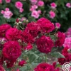Heirloom Roses Mavourneen Best