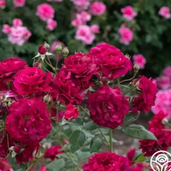 Heirloom Roses Mavourneen Best