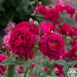 Heirloom Roses Mavourneen Best