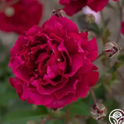 Heirloom Roses Mavourneen Best