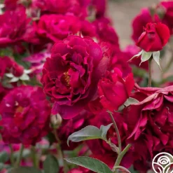 Heirloom Roses Mavourneen Best
