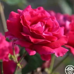 Heirloom Roses Mavourneen Best