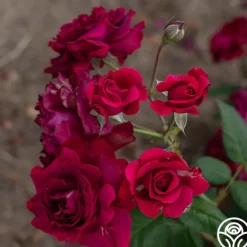 Heirloom Roses Mavourneen Best
