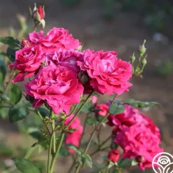 Heirloom Roses Mavourneen Best