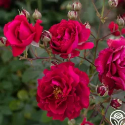 Heirloom Roses Mavourneen Best