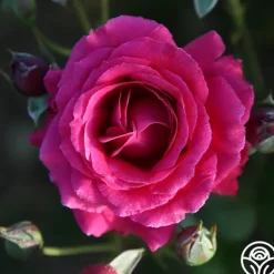 Heirloom Roses Mavourneen Best