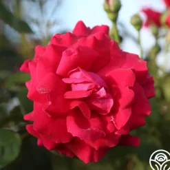 Heirloom Roses Mavourneen Best