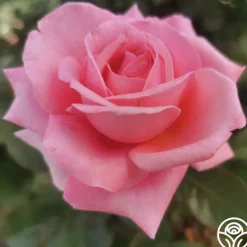 Heirloom Roses Meant To Be™ Best