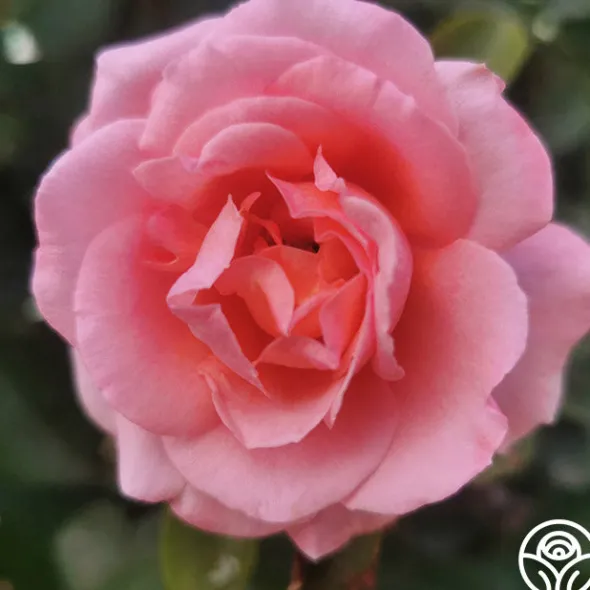 Heirloom Roses Meant To Be™ Best