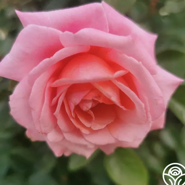 Heirloom Roses Meant To Be™ Best