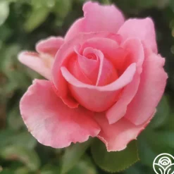 Heirloom Roses Meant To Be™ Best