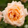 Heirloom Roses Medallion® Discount
