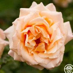 Heirloom Roses Medallion® Discount