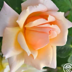 Heirloom Roses Medallion® Discount