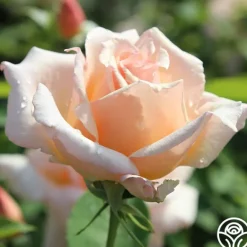 Heirloom Roses Medallion® Discount