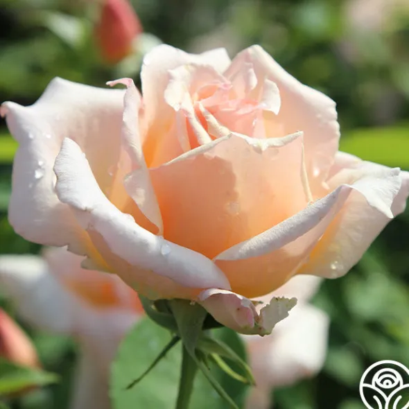 Heirloom Roses Medallion® Discount