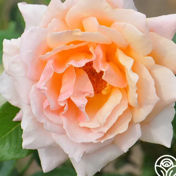 Heirloom Roses Medallion® Discount