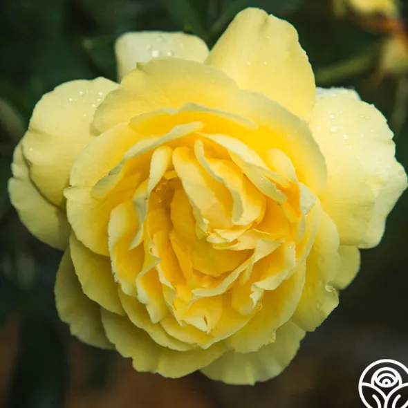 Heirloom Roses Mellow Yellow Online