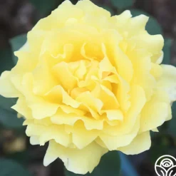 Heirloom Roses Mellow Yellow Online