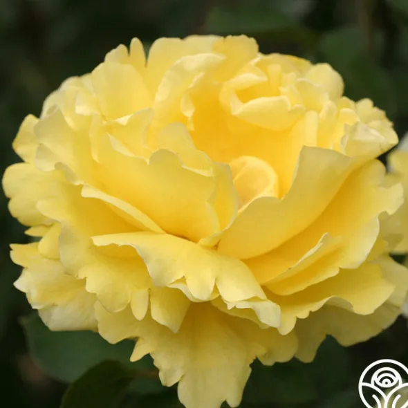 Heirloom Roses Mellow Yellow Online