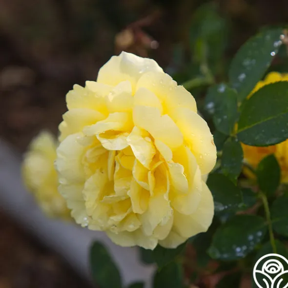 Heirloom Roses Mellow Yellow Online