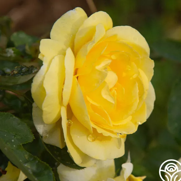 Heirloom Roses Mellow Yellow Online
