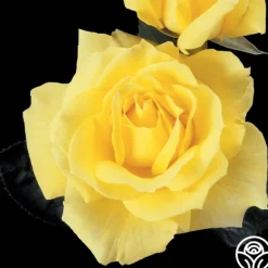 Heirloom Roses Mellow Yellow Online