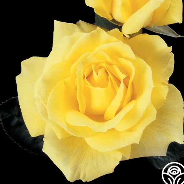 Heirloom Roses Mellow Yellow Online