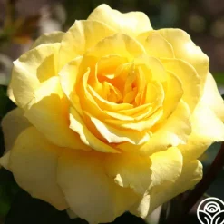 Heirloom Roses Mellow Yellow Online