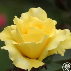 Heirloom Roses Mellow Yellow Online