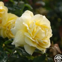 Heirloom Roses Mellow Yellow Online