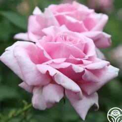 Heirloom Roses Memorial Day™