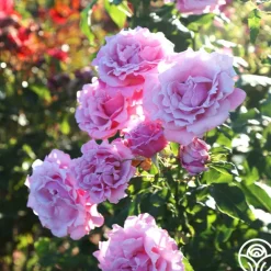 Heirloom Roses Memorial Day™